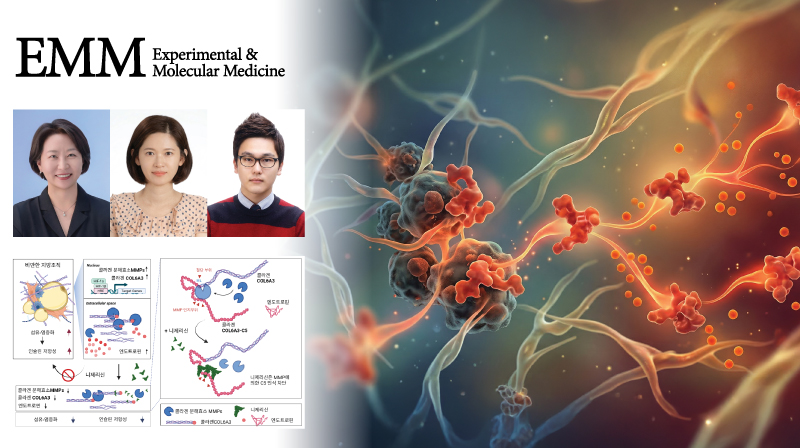 Targeting COL6A3-C5 with Nigericin to Reduce Endotrophin and Enhance Metabolic Health in Obesity