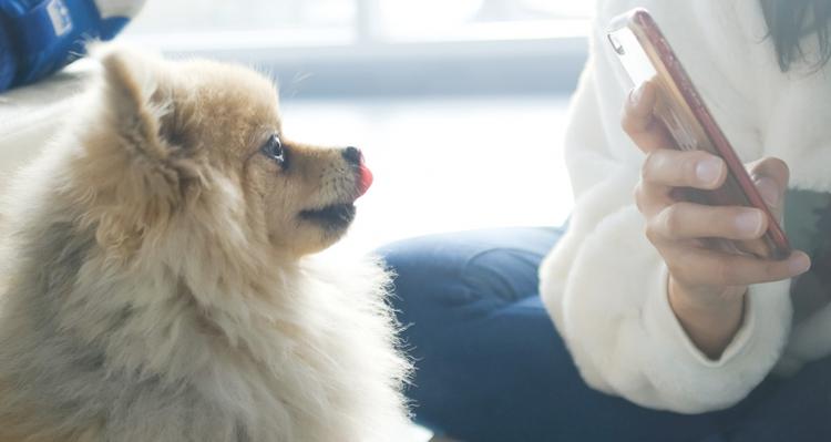 UNIST Startup Makes Pet Registration Smart and Simple!